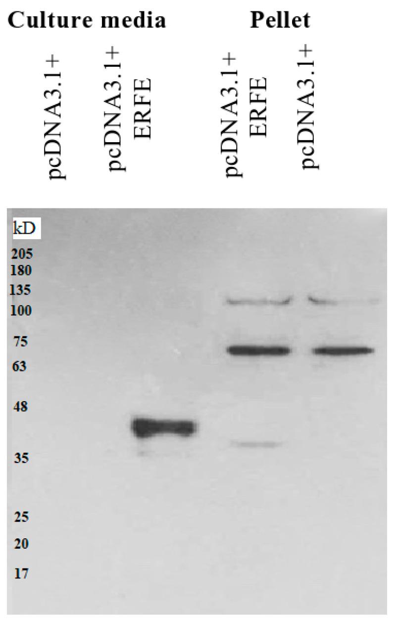 https://cdn.ncbi.nlm.nih.gov/pmc/blobs/fecf/8585454/a575c609b16d/materials-14-06480-g001.jpg