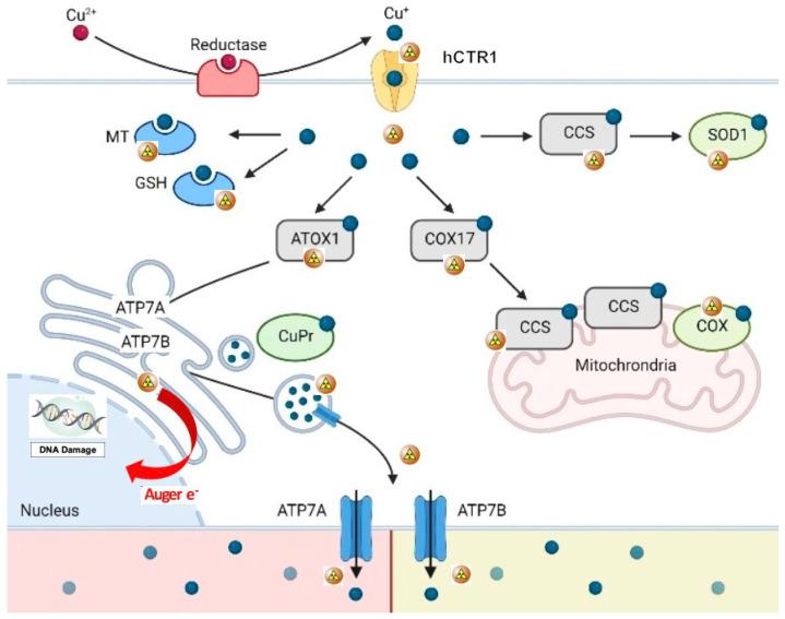 https://cdn.ncbi.nlm.nih.gov/pmc/blobs/fed0/9821557/caad7cbbb408/jcm-12-00223-g001.jpg