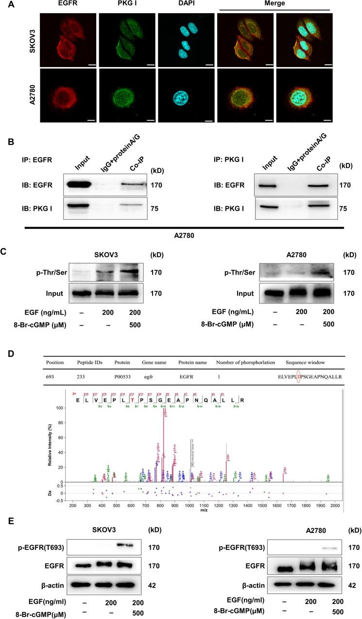 https://cdn.ncbi.nlm.nih.gov/pmc/blobs/fed4/9849337/3d1eb0d71417/41419_2023_5580_Fig5_HTML.jpg