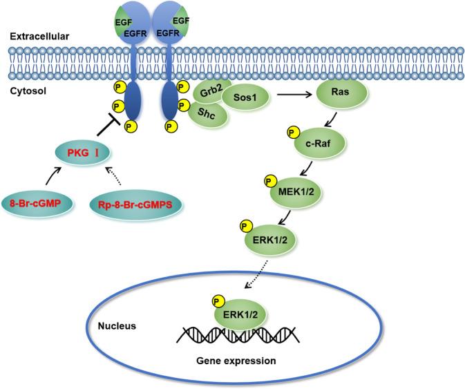 https://cdn.ncbi.nlm.nih.gov/pmc/blobs/fed4/9849337/63807b38e5d3/41419_2023_5580_Fig7_HTML.jpg