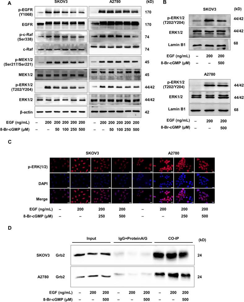 https://cdn.ncbi.nlm.nih.gov/pmc/blobs/fed4/9849337/cc4c684c8bd8/41419_2023_5580_Fig6_HTML.jpg