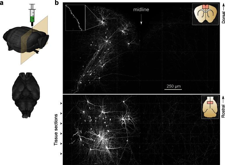 https://cdn.ncbi.nlm.nih.gov/pmc/blobs/fed7/4739768/928cd2b2d2eb/elife-10566-fig4.jpg