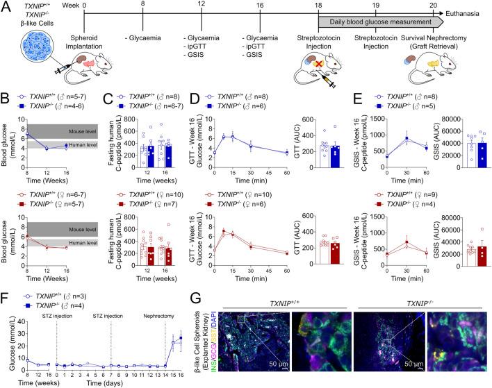 https://cdn.ncbi.nlm.nih.gov/pmc/blobs/feda/12051322/166b35f88b01/13287_2025_4314_Fig6_HTML.jpg