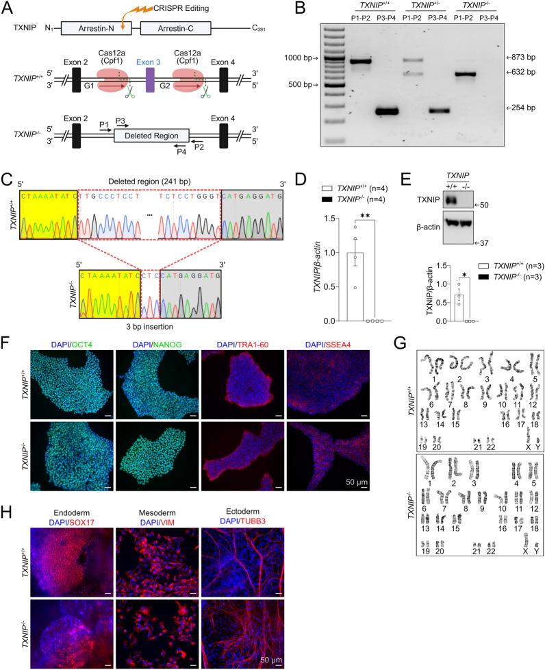 https://cdn.ncbi.nlm.nih.gov/pmc/blobs/feda/12051322/39826f9dcc1d/13287_2025_4314_Fig1_HTML.jpg
