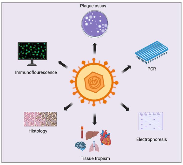 https://cdn.ncbi.nlm.nih.gov/pmc/blobs/fedd/10675801/0a6ae87398b4/viruses-15-02195-g002.jpg