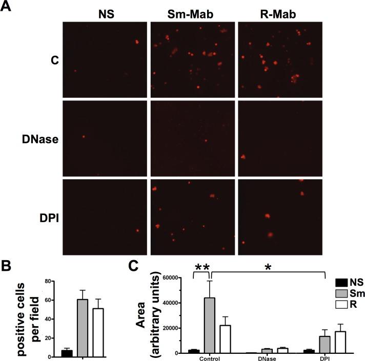https://cdn.ncbi.nlm.nih.gov/pmc/blobs/fedf/5909612/b4fa59675fae/pone.0196120.g005.jpg