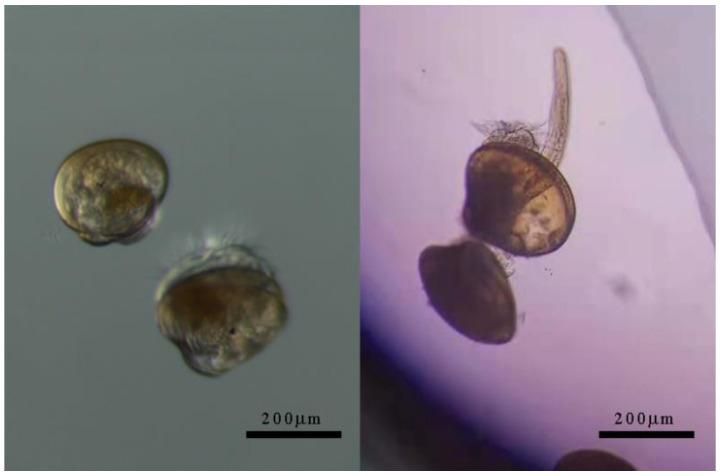 https://cdn.ncbi.nlm.nih.gov/pmc/blobs/fee4/10385545/e252d83d2d50/toxics-11-00554-g001.jpg