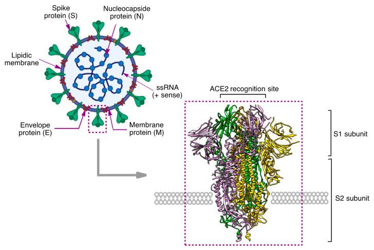 https://cdn.ncbi.nlm.nih.gov/pmc/blobs/fee4/8838458/11cc87e88ae9/molecules-27-00658-g003.jpg