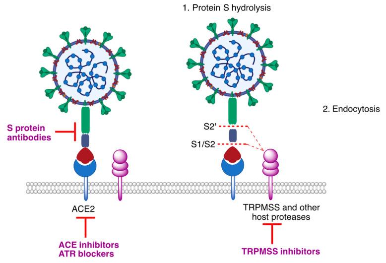 https://cdn.ncbi.nlm.nih.gov/pmc/blobs/fee4/8838458/8ae83d91fdae/molecules-27-00658-g005.jpg