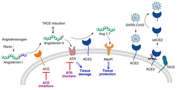 https://cdn.ncbi.nlm.nih.gov/pmc/blobs/fee4/8838458/b99cecb28613/molecules-27-00658-g006.jpg