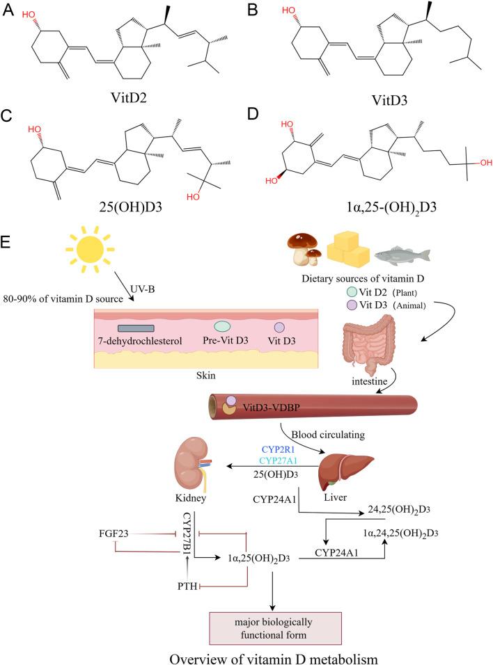 https://cdn.ncbi.nlm.nih.gov/pmc/blobs/fee7/12234307/8b16437fe0ec/fgene-16-1598525-g001.jpg