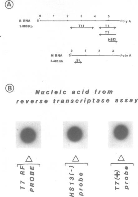 https://cdn.ncbi.nlm.nih.gov/pmc/blobs/fee9/321806/90aa283ff029/nar00306-0348-a.jpg