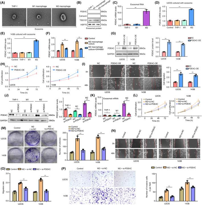 https://cdn.ncbi.nlm.nih.gov/pmc/blobs/feea/11109666/b5f618b59ca6/JCMM-28-e18395-g005.jpg