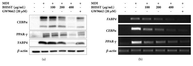 https://cdn.ncbi.nlm.nih.gov/pmc/blobs/feee/6136461/4bf5c495058d/ECAM2018-3865434.002.jpg
