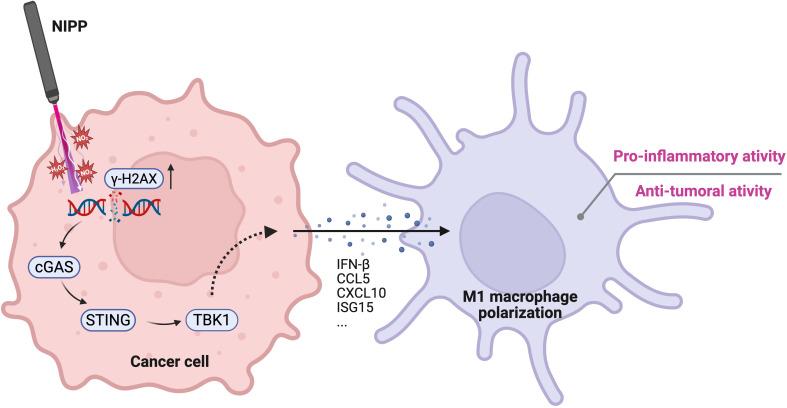 https://cdn.ncbi.nlm.nih.gov/pmc/blobs/fef0/12328447/6f29efabfb3d/fimmu-16-1631530-g006.jpg