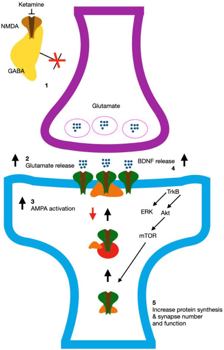 https://cdn.ncbi.nlm.nih.gov/pmc/blobs/fef5/11505277/4f84517d0f86/biomedicines-12-02283-g002.jpg