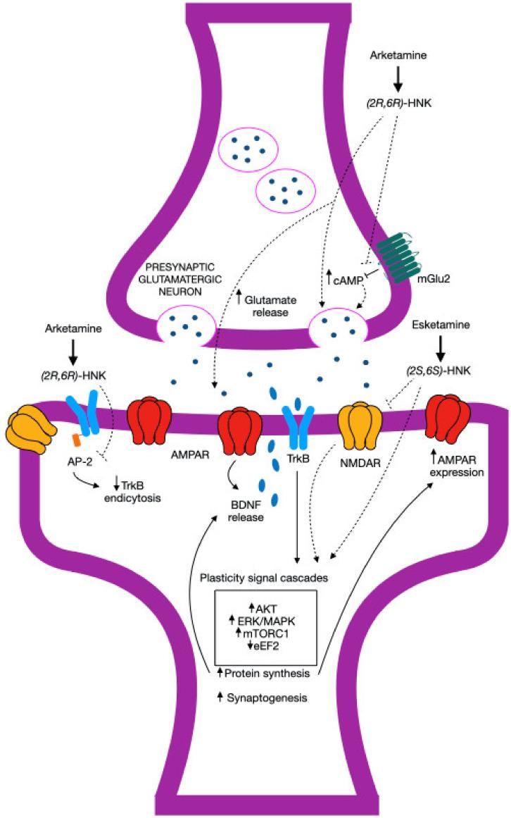 https://cdn.ncbi.nlm.nih.gov/pmc/blobs/fef5/11505277/9ea65cf1629e/biomedicines-12-02283-g003.jpg