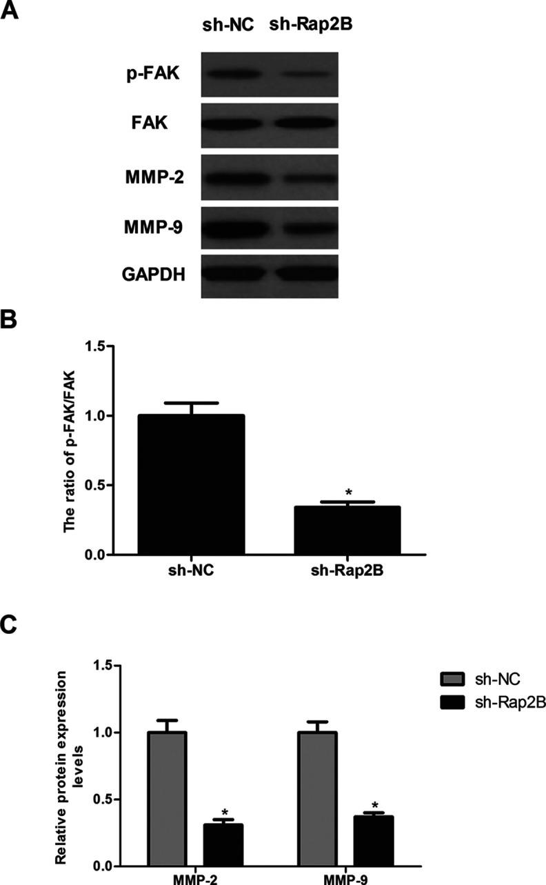 https://cdn.ncbi.nlm.nih.gov/pmc/blobs/fef5/7840814/f3d57e3ff013/OR-25-019-g005.jpg