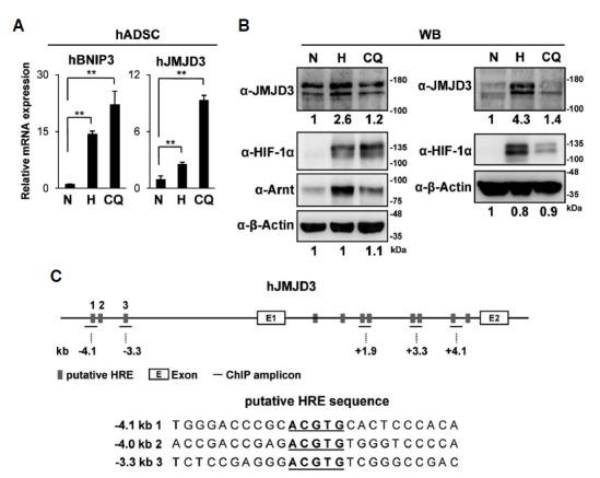 https://cdn.ncbi.nlm.nih.gov/pmc/blobs/fef6/3907005/79b7acc45173/molcell-37-1-7-f3.jpg