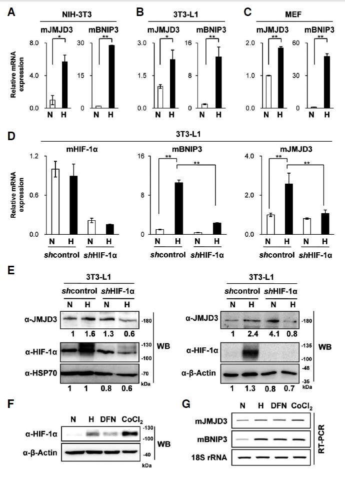 https://cdn.ncbi.nlm.nih.gov/pmc/blobs/fef6/3907005/fc91a4b3672d/molcell-37-1-7-f1.jpg