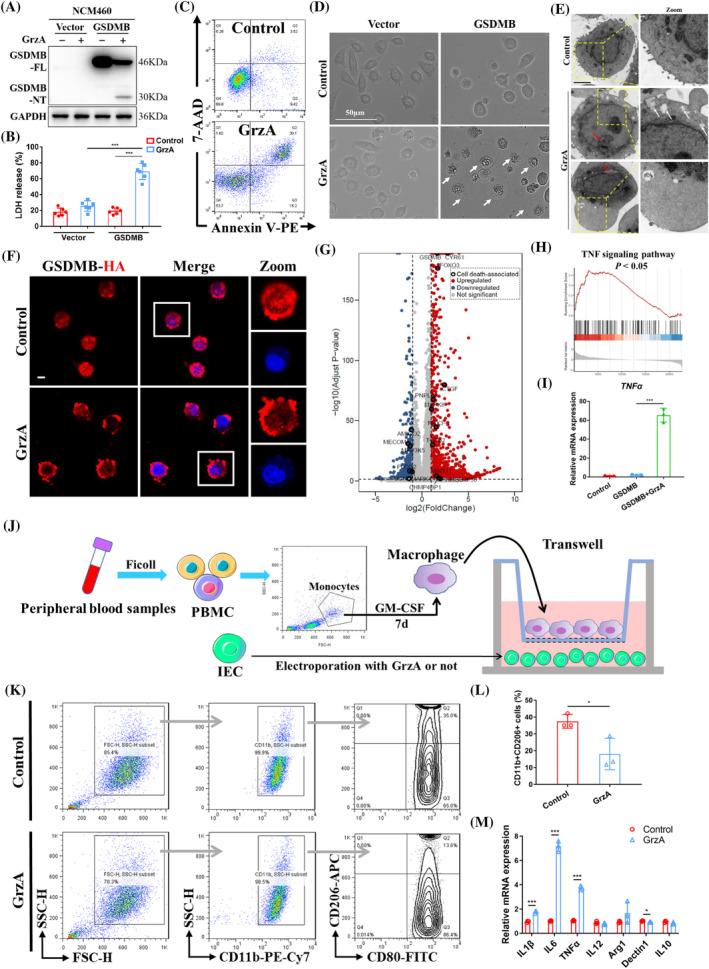 https://cdn.ncbi.nlm.nih.gov/pmc/blobs/fefd/11628737/ad6872423f95/CPR-57-e13711-g002.jpg