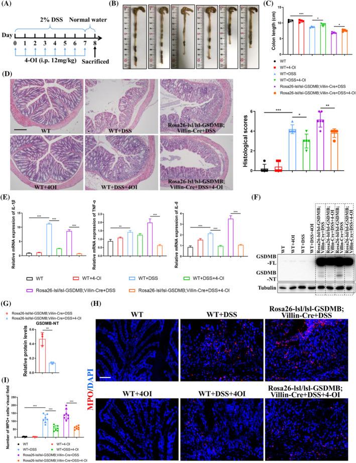 https://cdn.ncbi.nlm.nih.gov/pmc/blobs/fefd/11628737/cf54b4d0c35b/CPR-57-e13711-g006.jpg