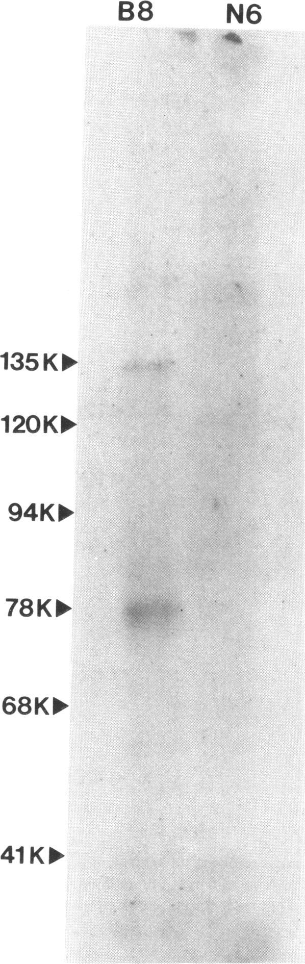 https://cdn.ncbi.nlm.nih.gov/pmc/blobs/ff00/1535870/a693b68d391e/clinexpimmunol00152-0140-a.jpg