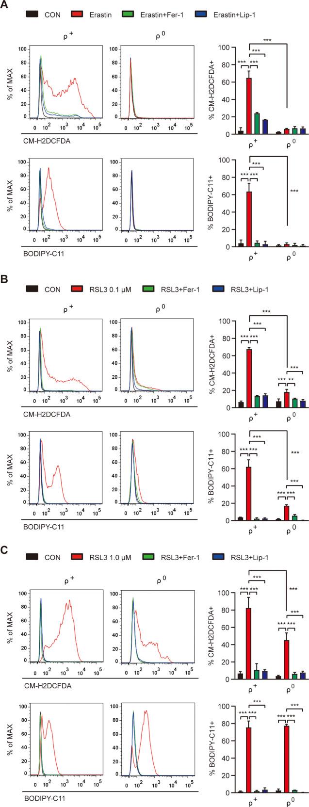 https://cdn.ncbi.nlm.nih.gov/pmc/blobs/ff01/9547870/4ffd31d59ddb/41420_2022_1199_Fig2_HTML.jpg