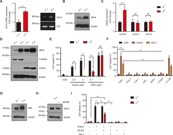 https://cdn.ncbi.nlm.nih.gov/pmc/blobs/ff01/9547870/f6144e836b52/41420_2022_1199_Fig1_HTML.jpg