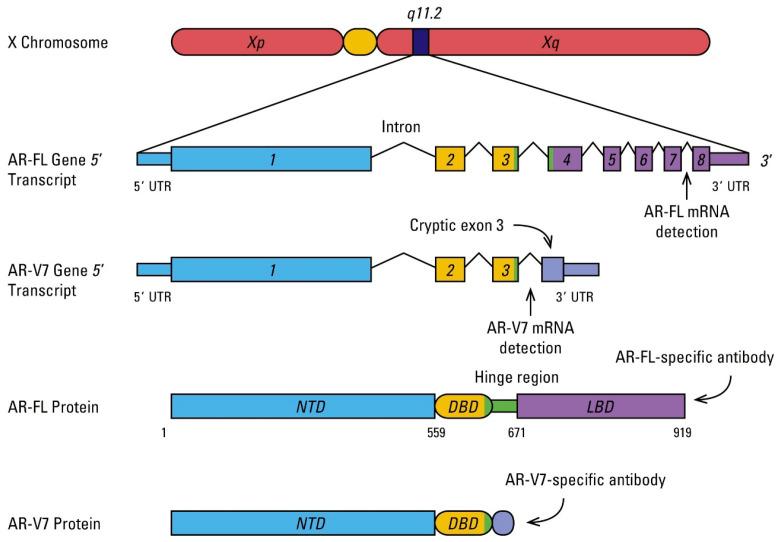 https://cdn.ncbi.nlm.nih.gov/pmc/blobs/ff04/7763510/7b77866d4081/cells-09-02653-g001.jpg