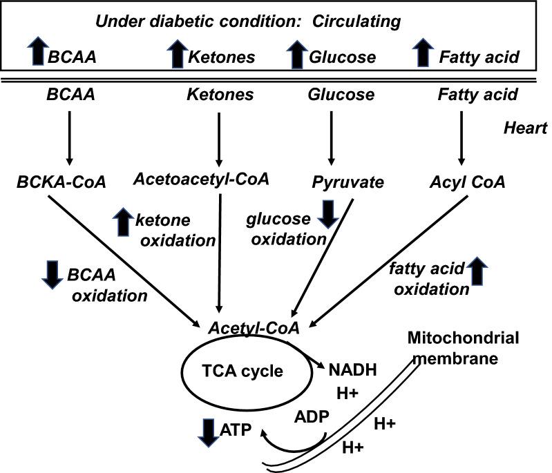 https://cdn.ncbi.nlm.nih.gov/pmc/blobs/ff04/7783984/0021e5a0e936/12933_2020_1188_Fig1_HTML.jpg