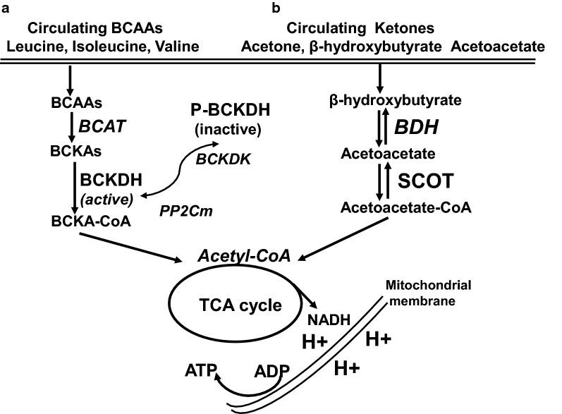 https://cdn.ncbi.nlm.nih.gov/pmc/blobs/ff04/7783984/9d1d98551f0e/12933_2020_1188_Fig2_HTML.jpg