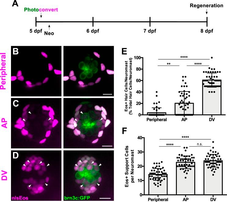https://cdn.ncbi.nlm.nih.gov/pmc/blobs/ff08/6433462/2990ca205eae/elife-43736-fig3.jpg