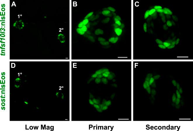 https://cdn.ncbi.nlm.nih.gov/pmc/blobs/ff08/6433462/3f55ad460f09/elife-43736-fig2-figsupp1.jpg