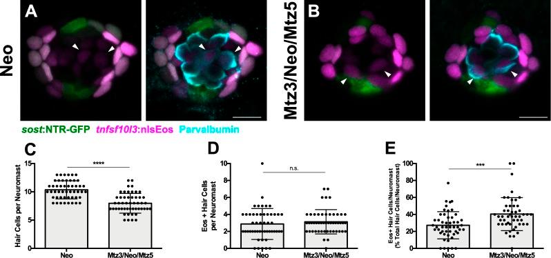 https://cdn.ncbi.nlm.nih.gov/pmc/blobs/ff08/6433462/7d4278533483/elife-43736-fig9.jpg