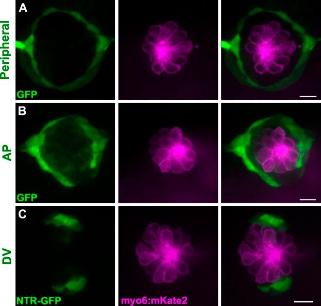 https://cdn.ncbi.nlm.nih.gov/pmc/blobs/ff08/6433462/c7d15a22406c/elife-43736-fig2-figsupp2.jpg