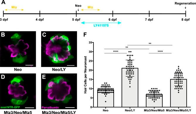 https://cdn.ncbi.nlm.nih.gov/pmc/blobs/ff08/6433462/d3f371cf93b1/elife-43736-fig7.jpg