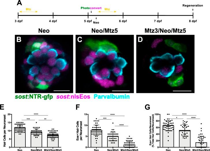 https://cdn.ncbi.nlm.nih.gov/pmc/blobs/ff08/6433462/ecdda85cfe76/elife-43736-fig6.jpg