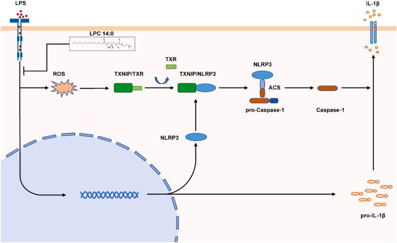 https://cdn.ncbi.nlm.nih.gov/pmc/blobs/ff08/9712772/b0e7b98d4144/gr7.jpg