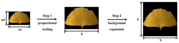 https://cdn.ncbi.nlm.nih.gov/pmc/blobs/ff0b/11174492/1bc69cbcf365/plants-13-01501-g005.jpg