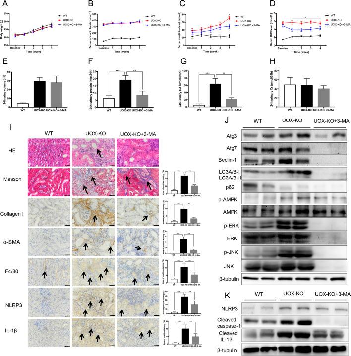 https://cdn.ncbi.nlm.nih.gov/pmc/blobs/ff0c/8015218/08845ce34c2f/dmm-14-048041-g5.jpg