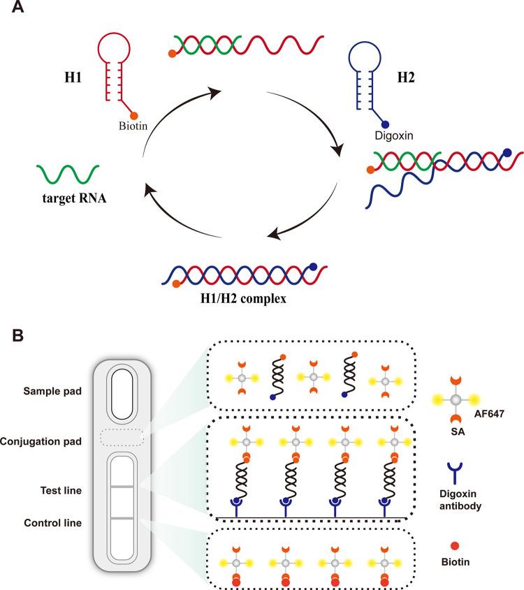https://cdn.ncbi.nlm.nih.gov/pmc/blobs/ff0e/9089383/7486cd482870/ao2c00882_0006.jpg