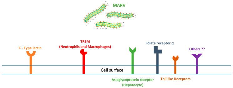 https://cdn.ncbi.nlm.nih.gov/pmc/blobs/ff11/12030746/e113f2676b98/pathogens-14-00323-g001.jpg