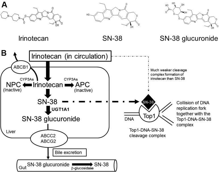 https://cdn.ncbi.nlm.nih.gov/pmc/blobs/ff12/8992440/8b5c0b9d4a57/cdr-4-946.fig.1.jpg