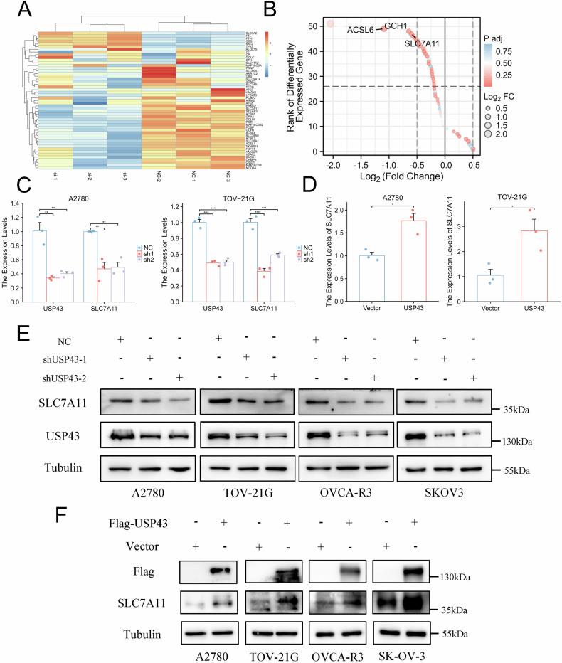 https://cdn.ncbi.nlm.nih.gov/pmc/blobs/ff13/12402158/59e9fadf903c/41419_2025_7886_Fig4_HTML.jpg