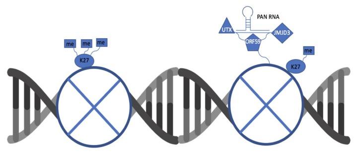 https://cdn.ncbi.nlm.nih.gov/pmc/blobs/ff13/7232192/0951501173c4/viruses-12-00420-g005.jpg