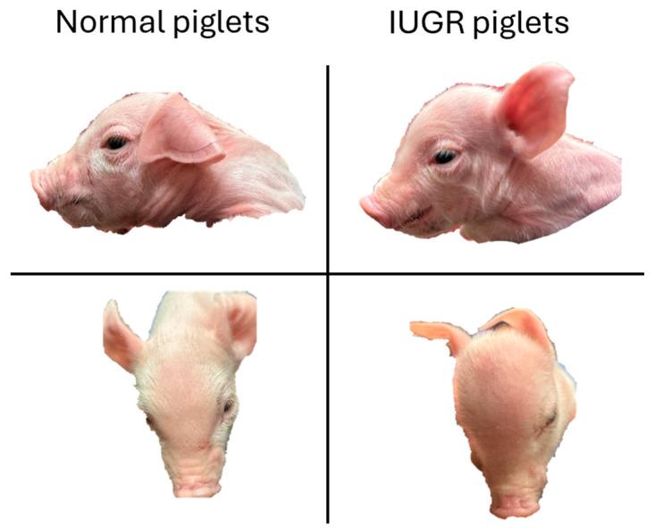 https://cdn.ncbi.nlm.nih.gov/pmc/blobs/ff14/12345430/dc5dc9acd564/animals-15-02231-g001.jpg