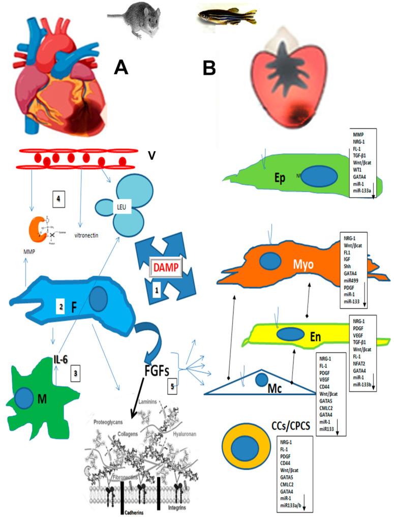 https://cdn.ncbi.nlm.nih.gov/pmc/blobs/ff16/12191243/168a0d9ce299/cells-14-00875-g001.jpg