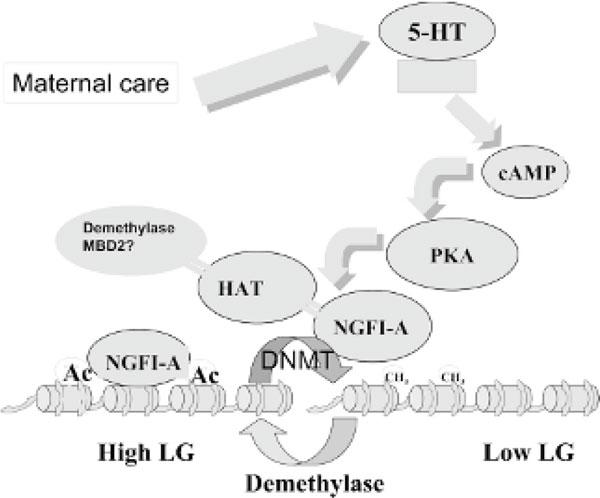https://cdn.ncbi.nlm.nih.gov/pmc/blobs/ff16/2869339/78e5ccbc72a5/1710-1492-4-1-37-9.jpg