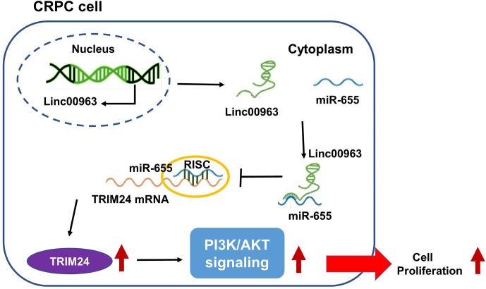 https://cdn.ncbi.nlm.nih.gov/pmc/blobs/ff17/7905206/01048a036793/fonc-11-636965-g008.jpg
